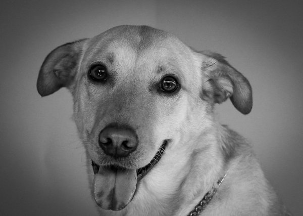 Quels animaux jouent un rôle clé dans la préservation des écosystèmes ?