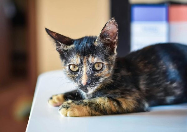 Interview d'un vétérinaire : L'interaction entre les chats et les plantes