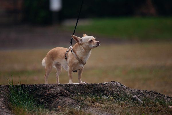 Stériliser son chien : trouvez l'âge parfait pour le faire