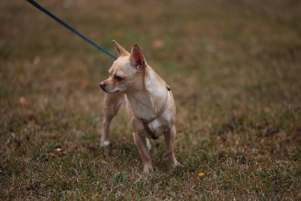 Les troubles du comportement chez le chien : causes et solutions