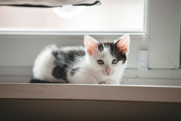 Shampoing anti-puces et tiques pour chat : guide essentiel et conseils